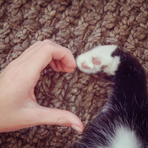 No cat No life すべての猫好きさん集まれ！