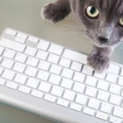 にゃんでもポチっ店貨サイトOPENしました！