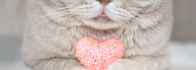 2022年おすすめ猫グッズ！