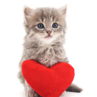 今年は800年ぶりスーパー猫の日！